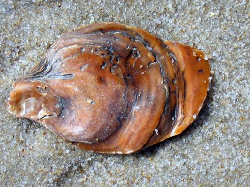 Sylt: Am Strand1